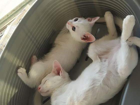 Fofuras Pet Shop