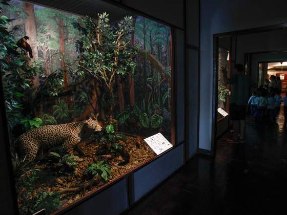 Museu de História Natural