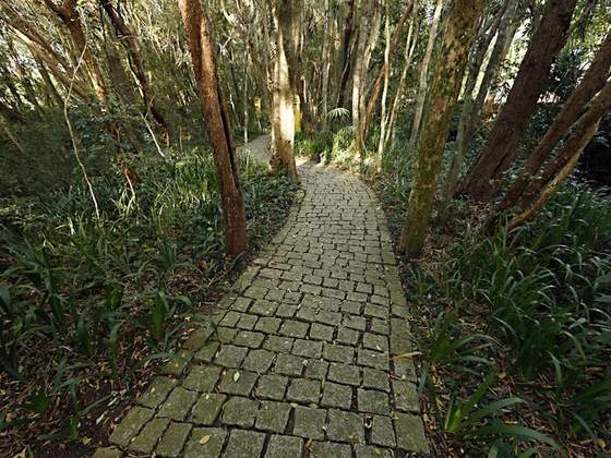 Bosque Portugal