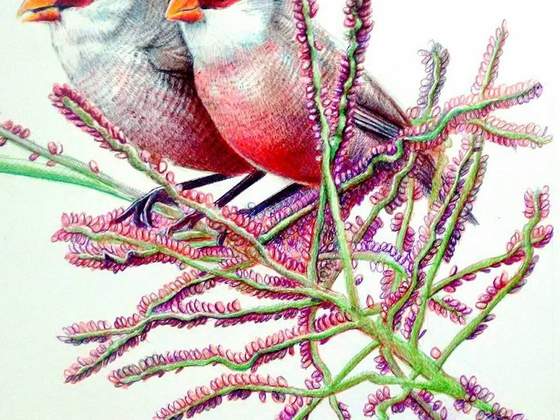 Exposição BIRds