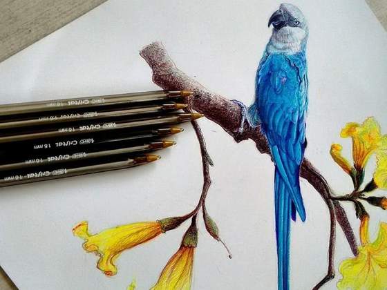 Exposição BIRds