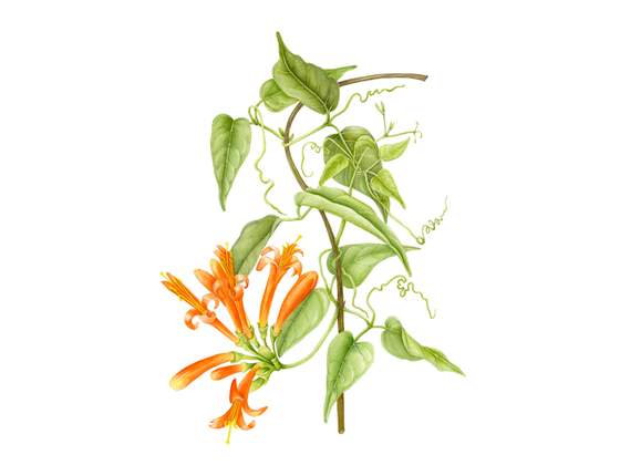 Ilustração Botânica: Plantas Brasileiras