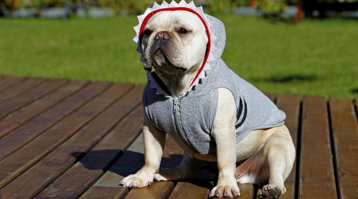 Roteiro: bares e restaurantes em Curitiba que são pet friendly