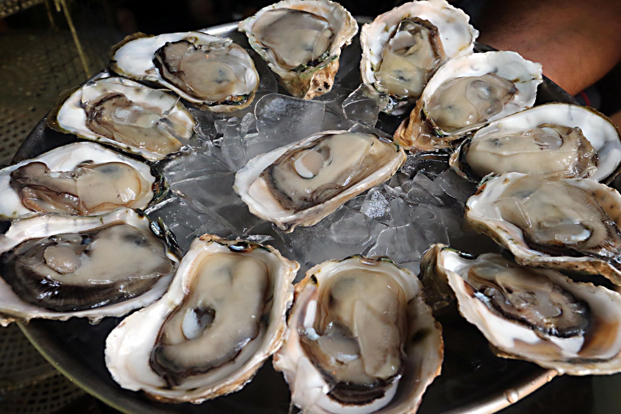 Resultado de imagem para ostra