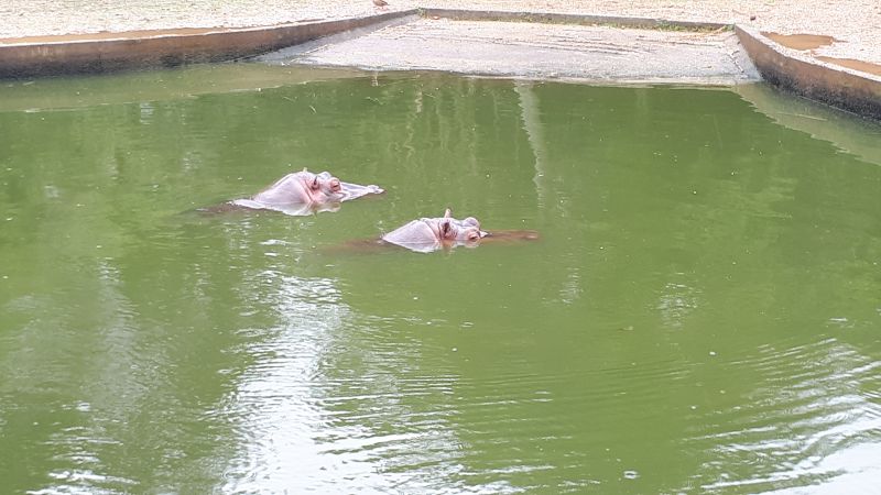 Os hipopótamos passam a maior parte do tempo na água e podem permanecer até 8 minutos completamente submersos.