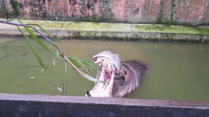 Dino, o pai de Glória, tem cerca de 25 anos de vida. Foto: Matheus Nascimento