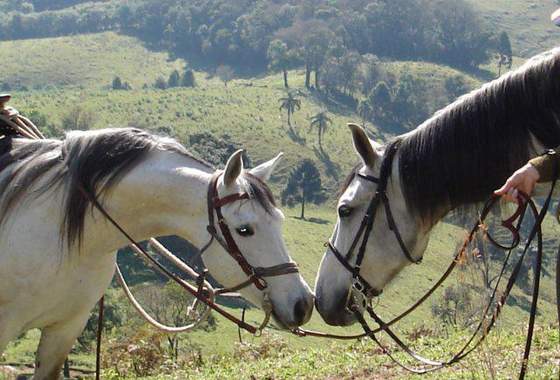 9 lugares para andar a cavalo na região de Curitiba